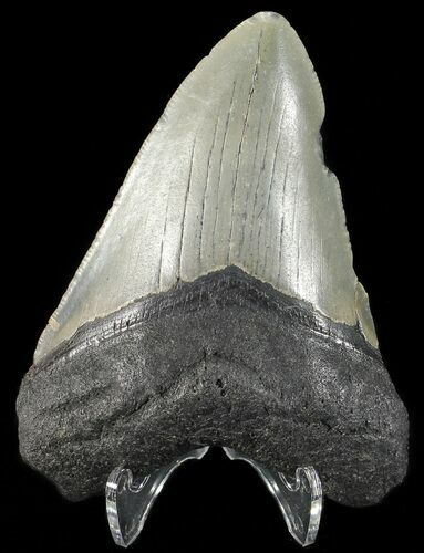 Bargain, Megalodon Tooth - North Carolina #54895
